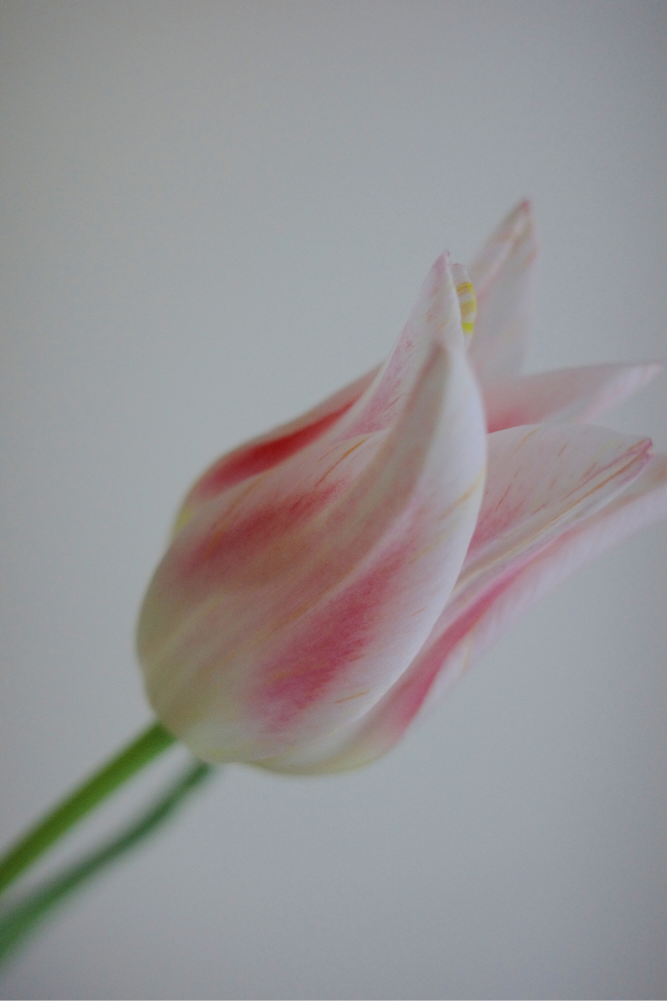 #06 切り花を育てる