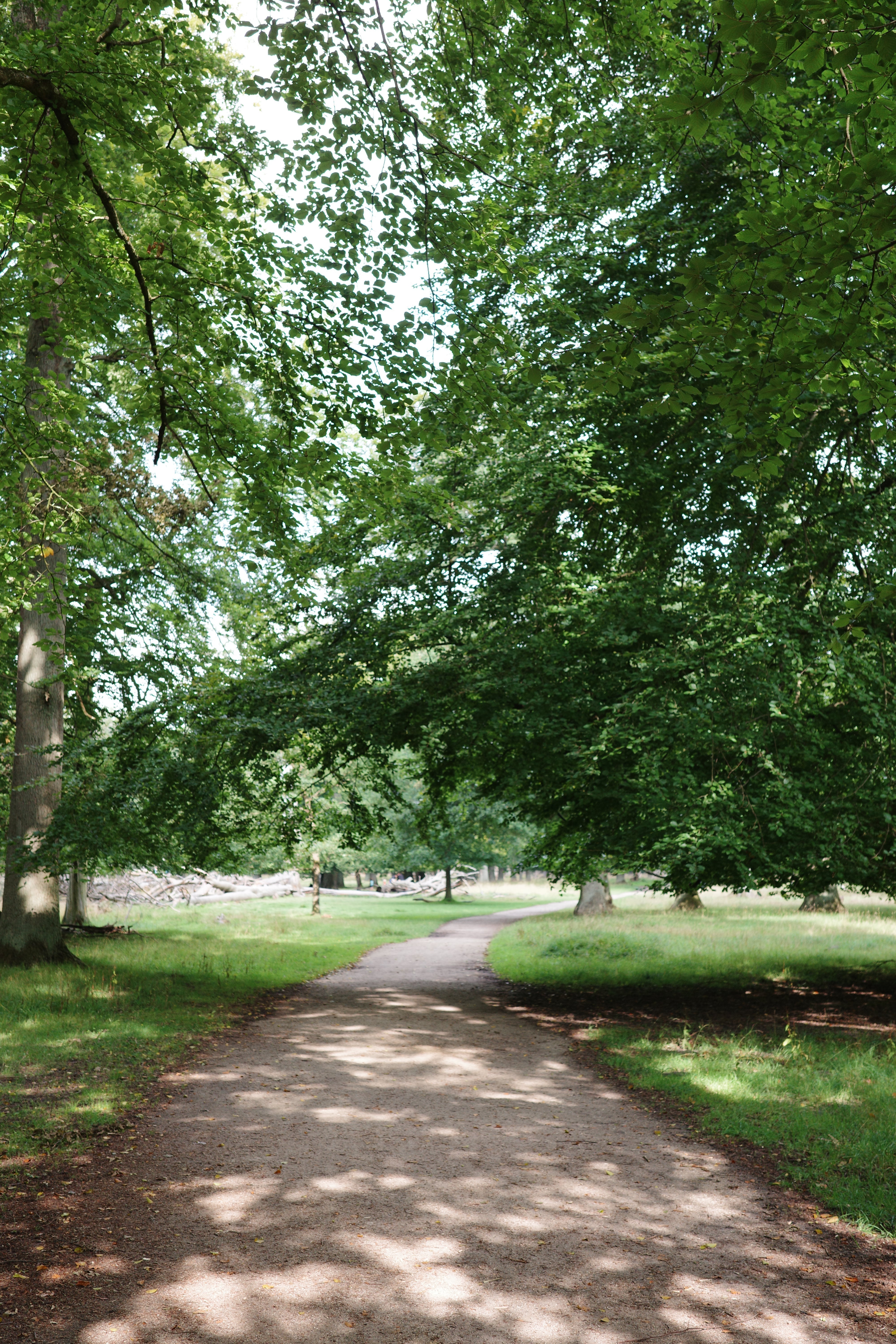 #04 風の日おめでとう