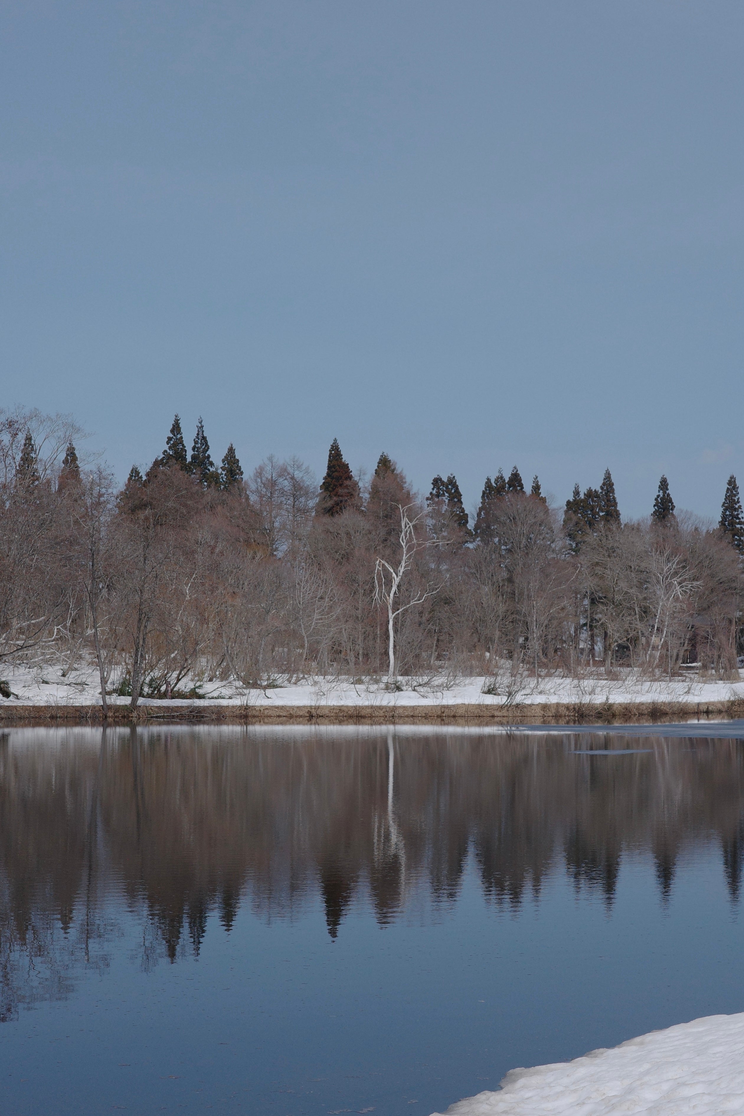 #03 枯れ木の楽しみ